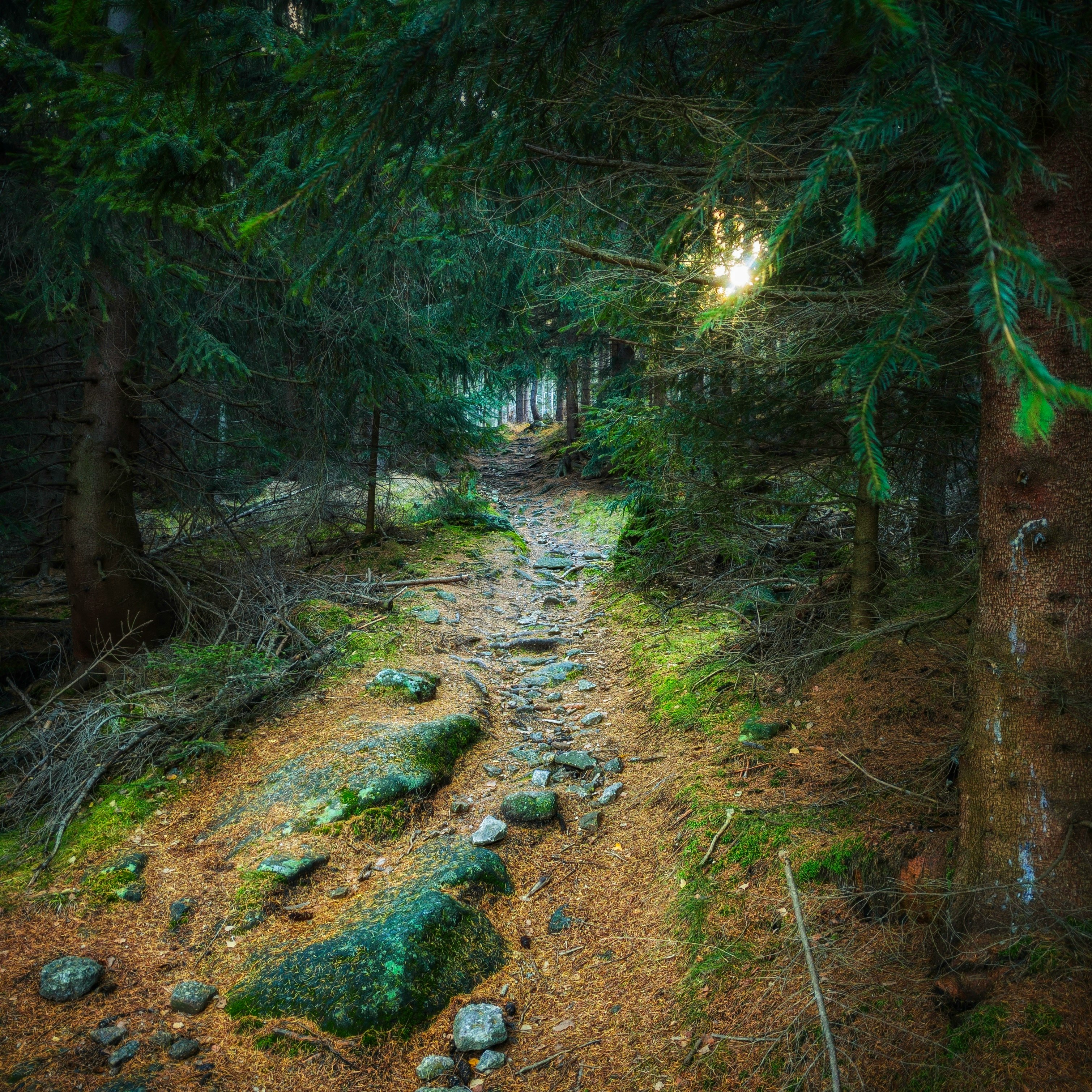 pathway covered with moss